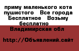 приму маленького кота пушистого - Все города Бесплатное » Возьму бесплатно   . Владимирская обл.